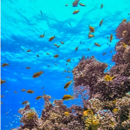 Best 5 Days Holiday in Sharm El Sheikh